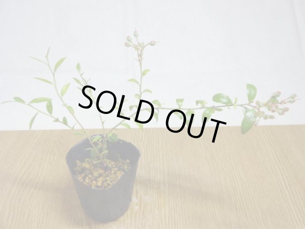 画像1: 姫ブルーベリー(3) (1)