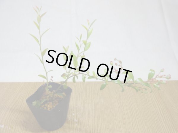 画像1: 姫ブルーベリー(5) (1)