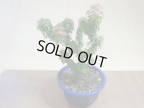 画像2: 琴姫モミジ(1) (2)