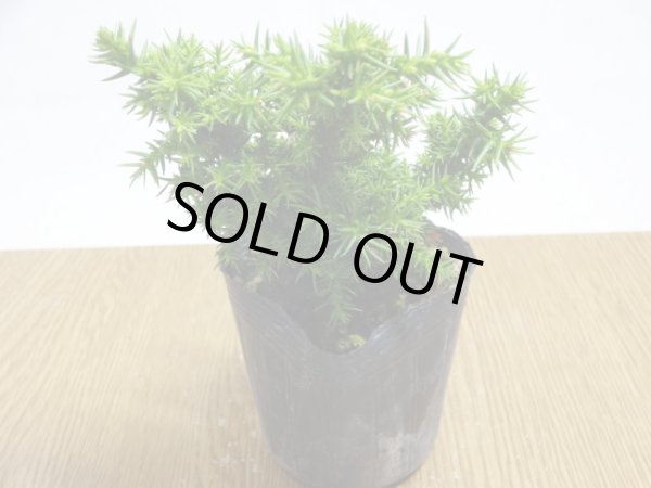 画像2: 八房杉(1) (2)