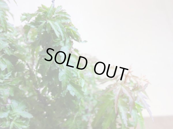 画像3: 琴姫モミジ(4) (3)