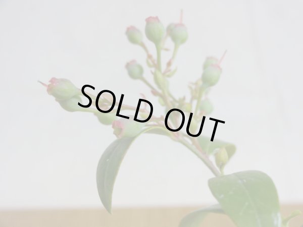 画像3: 姫ブルーベリー(3) (3)