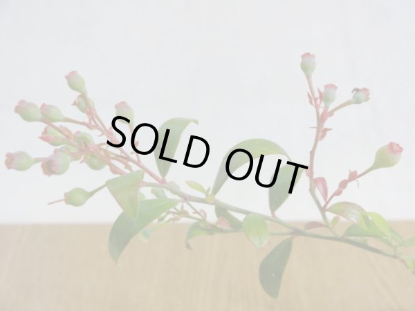 画像3: 姫ブルーベリー(5) (3)