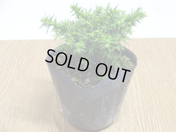 画像2: 八房杉(5) (2)