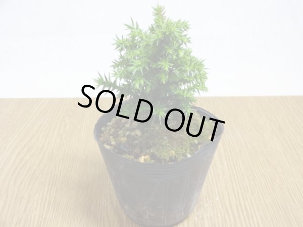 画像2: 八房杉(3) (2)