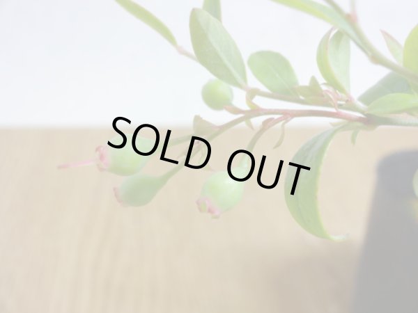 画像3: 姫ブルーベリー(1) (3)