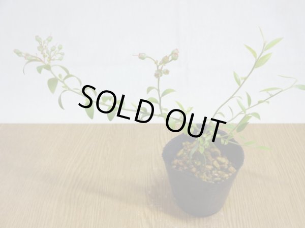 画像2: 姫ブルーベリー(3) (2)