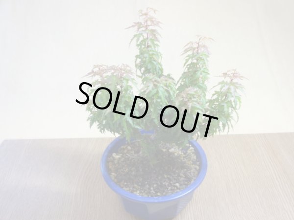 画像2: 琴姫モミジ(5) (2)