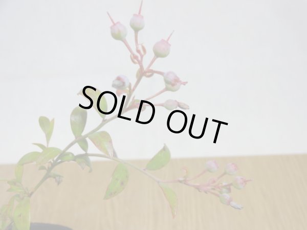 画像3: 姫ブルーベリー(4) (3)