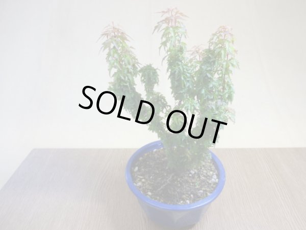 画像2: 琴姫モミジ(6) (2)