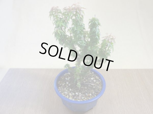 画像2: 琴姫モミジ(4) (2)