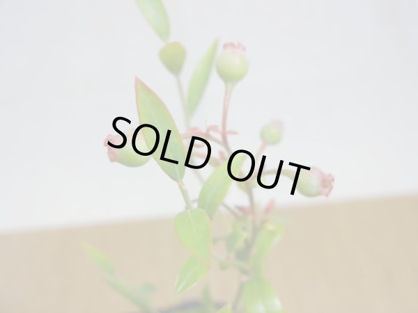 画像4: 姫ブルーベリー(1) (4)