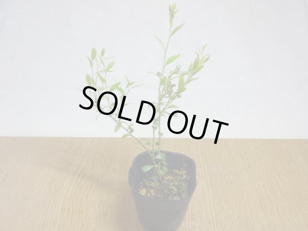 画像1: 姫ブルーベリー(6) (1)