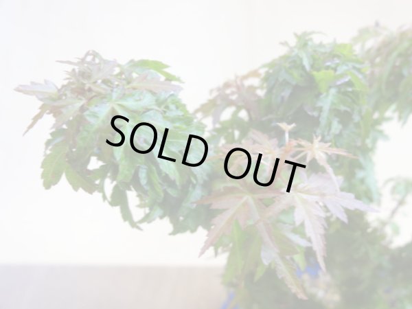 画像3: 琴姫モミジ(1) (3)