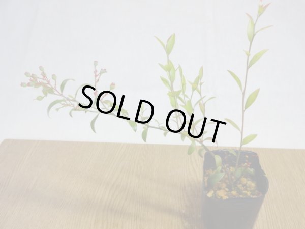 画像2: 姫ブルーベリー(5) (2)