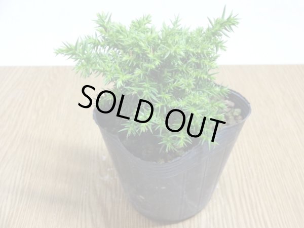 画像2: 八房杉(4) (2)