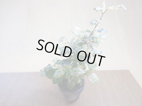 画像2: ローヤ柿 富士の淡雪(2) (2)