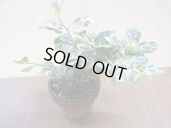 画像2: ローヤ柿 富士の淡雪(1) (2)