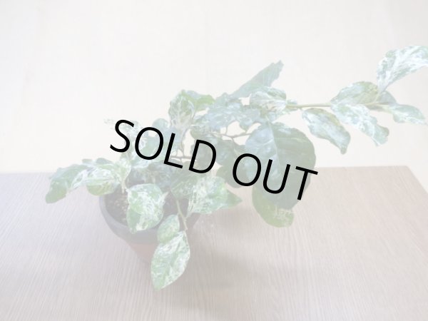 画像2: ローヤ柿 富士の淡雪(3) (2)