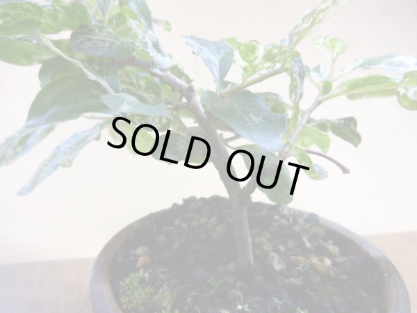 画像4: ローヤ柿 富士の淡雪(3) (4)