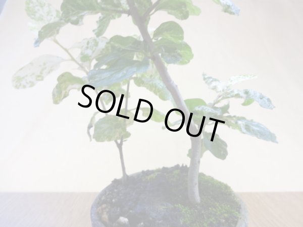 画像4: ローヤ柿 富士の淡雪(2) (4)