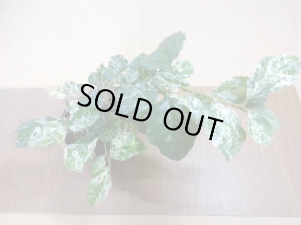 画像3: ローヤ柿 富士の淡雪(3) (3)