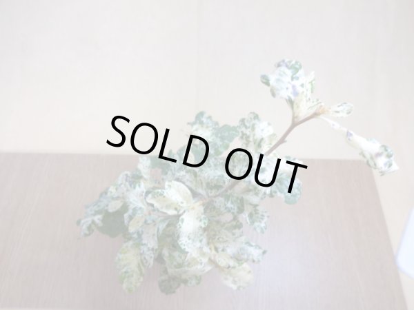 画像3: ローヤ柿 富士の淡雪(2) (3)