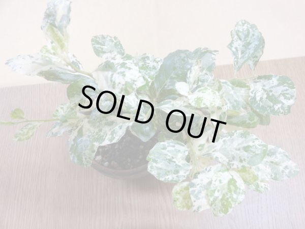 画像3: ローヤ柿 富士の淡雪(1) (3)