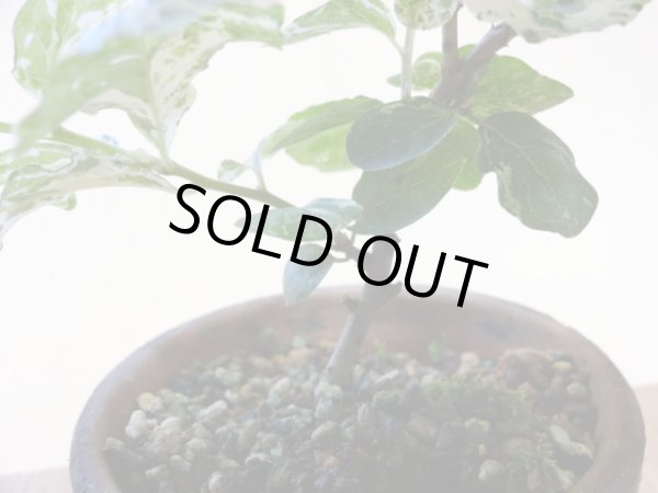 画像4: ローヤ柿 富士の淡雪(1) (4)