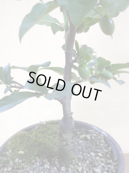 画像4: ローヤ柿 紅夢子(1) (4)