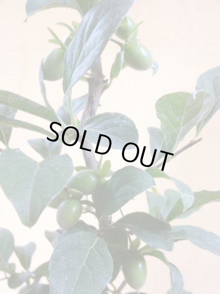 画像3: ローヤ柿 紅夢子(2) (3)