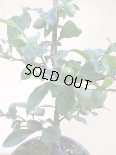 画像3: ローヤ柿 紅夢子(1) (3)