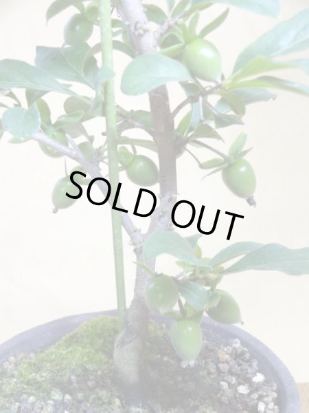 画像4: ローヤ柿 紅夢子(4) (4)