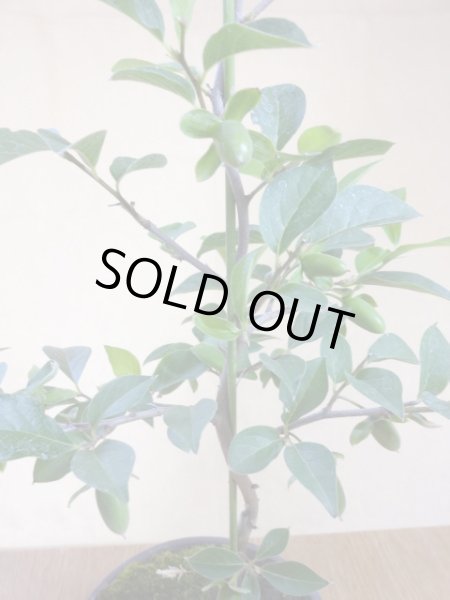 画像3: ローヤ柿 黒鳳(3) (3)