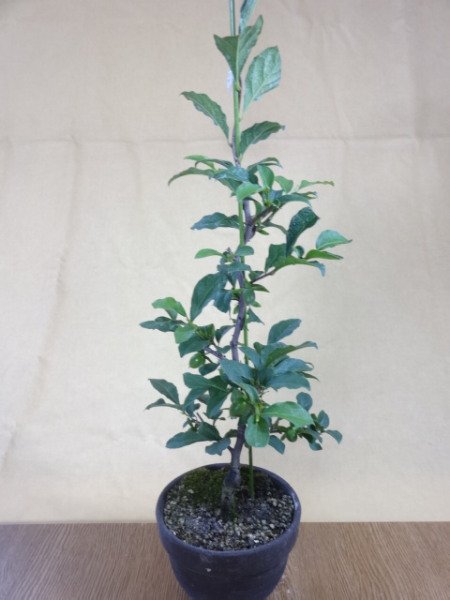 画像2: ローヤ柿 紅夢子(1) (2)