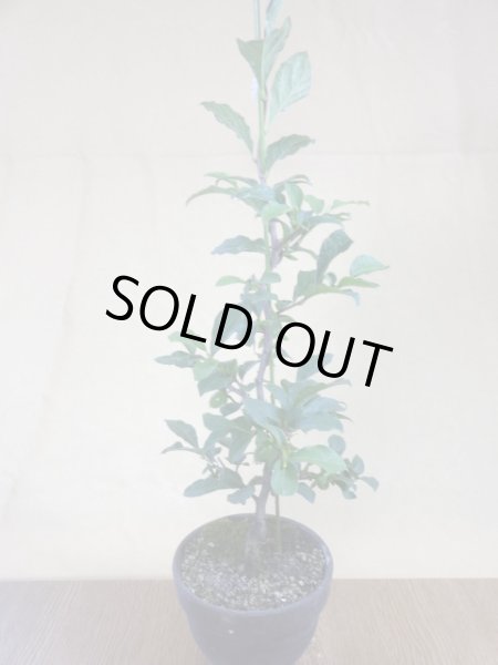 画像2: ローヤ柿 紅夢子(1) (2)