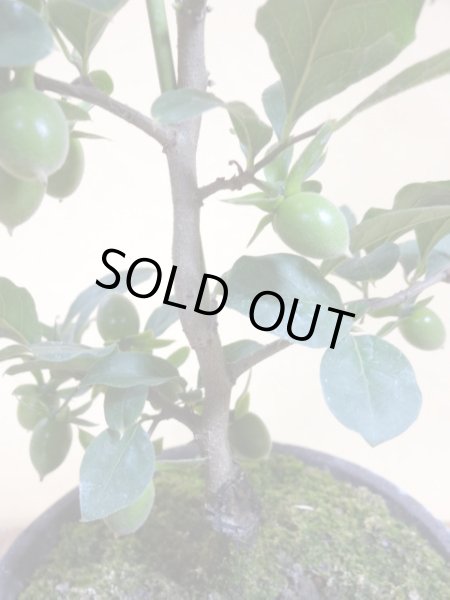 画像4: ローヤ柿 紅夢子(3) (4)