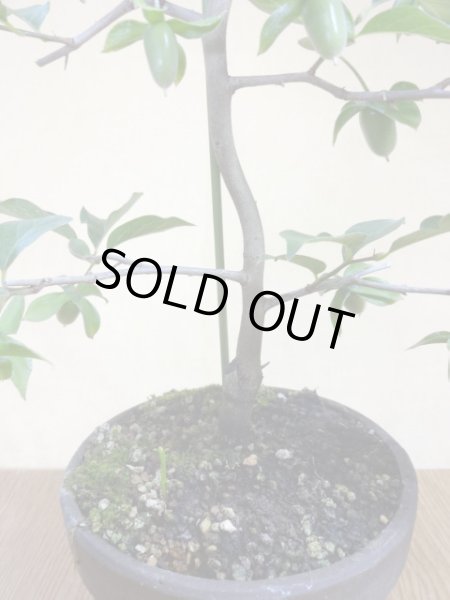 画像4: ローヤ柿 黒鳳(1) (4)