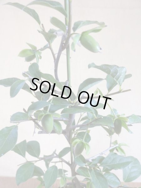 画像3: ローヤ柿 黒鳳(1) (3)