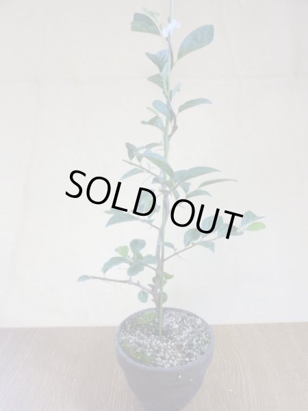 画像2: ローヤ柿 黒鳳(4) (2)