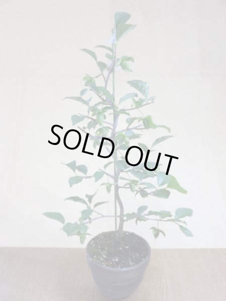 画像2: ローヤ柿 黒鳳(1) (2)