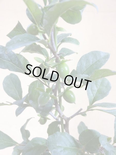 画像3: ローヤ柿 紅夢子(3) (3)