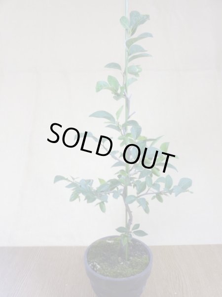 画像2: ローヤ柿 黒鳳(3) (2)