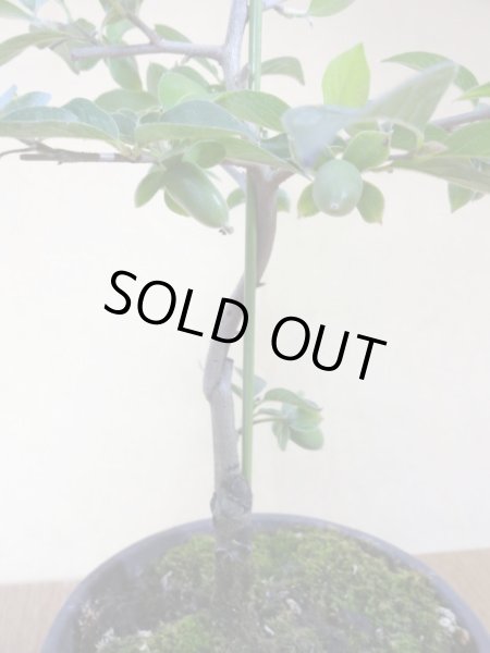 画像4: ローヤ柿 黒鳳(3) (4)