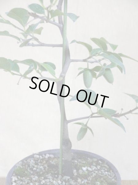 画像4: ローヤ柿 黒鳳(2) (4)