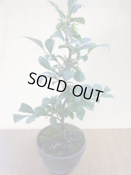 画像2: ローヤ柿 紅夢子(2) (2)