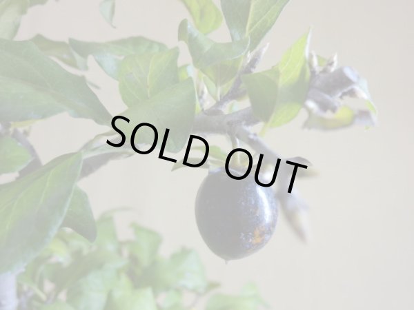 画像5: ローヤ柿 黒鳳(3) (5)