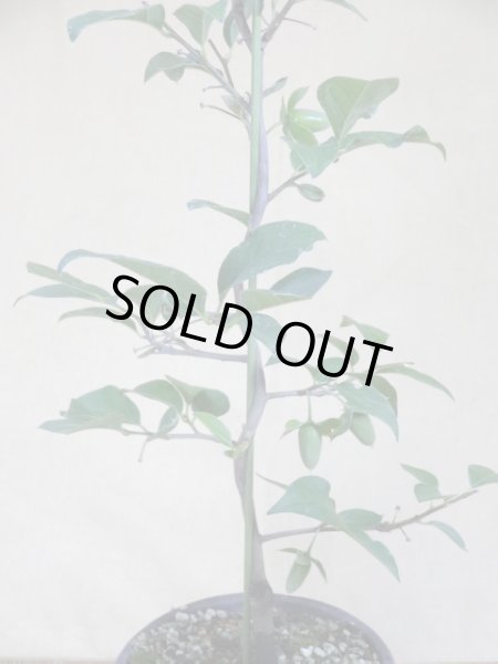 画像3: ローヤ柿 黒鳳(2) (3)