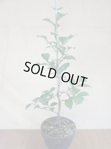 画像2: ローヤ柿 黒鳳(2) (2)