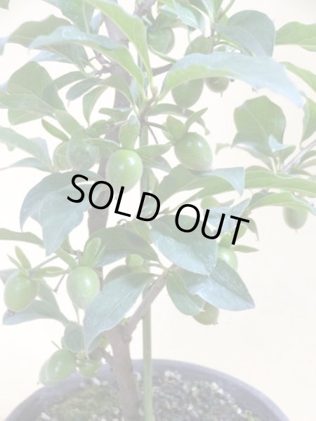 画像3: ローヤ柿 紅夢子(4) (3)